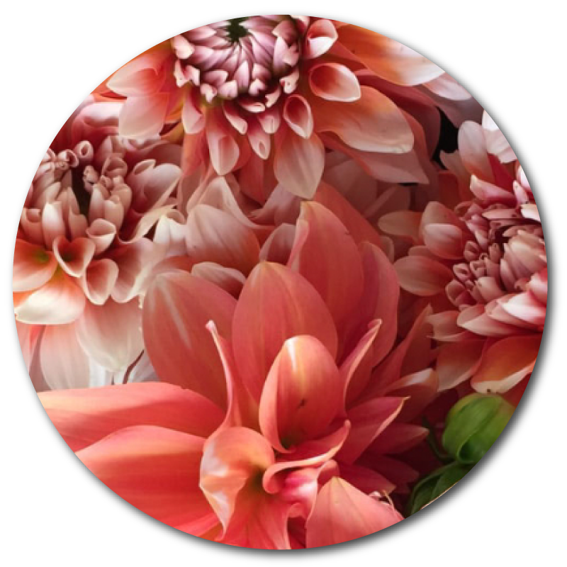 dahlia-1.png