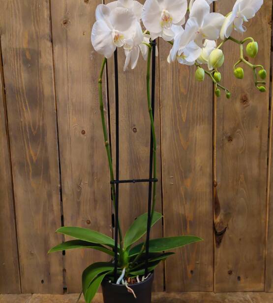 Orchidée Phalaénopsis