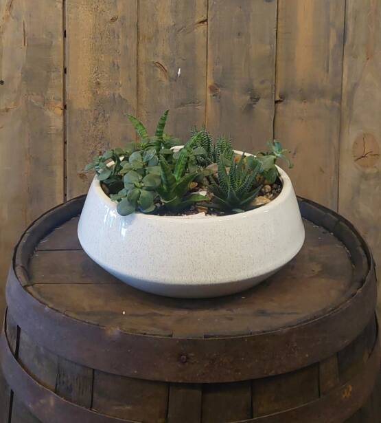 JARDIN DE PLANTE GRASSE